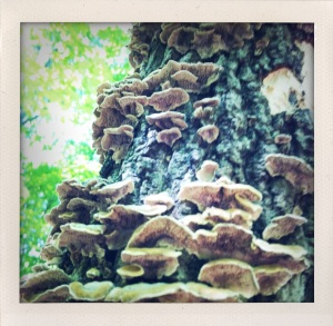 Lichen, the woods at St. John's - Collegeville, MN