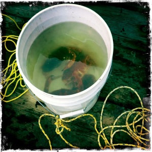 Red Rock crabs, 1st time crabbing! Steilacoom, WA