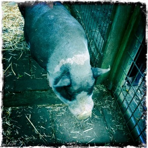 Lucky pig eats Herbfarm leftovers. Woodinville, WA