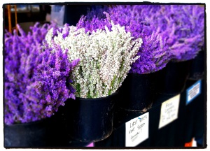 Lavender at the Olympia Farmers Market. Olympia, WA